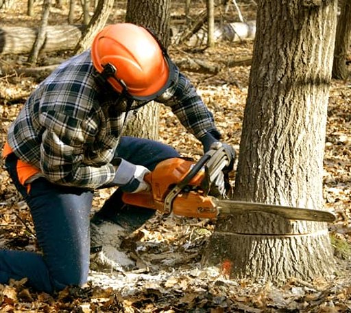 Tree Removal in Belcourt, ND